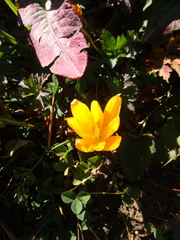 Crocus scharojanii