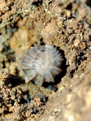 Eluma tuberculata