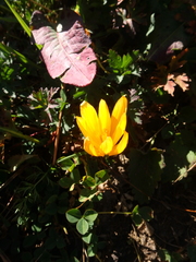 Crocus scharojanii