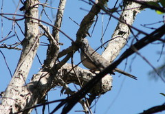 Geopelia placida placida