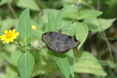 Arteurotia tractipennis