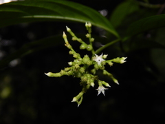 Bertiera