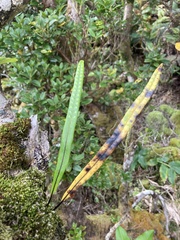 Lepisorus thunbergianus