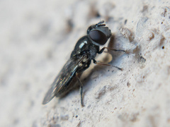 Platycheirus stegnus