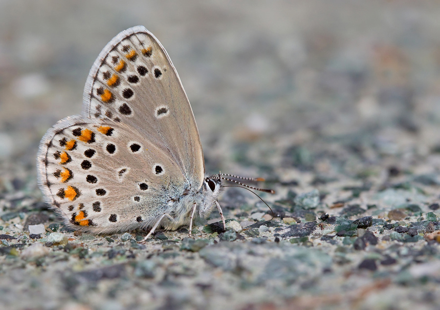 Alpine Zephyr Blue