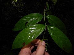 Bertiera