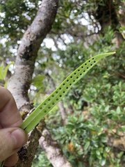 Lepisorus thunbergianus