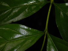 Bertiera