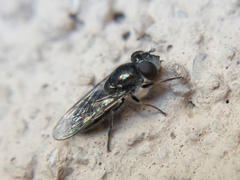 Platycheirus stegnus