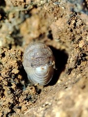 Eluma tuberculata