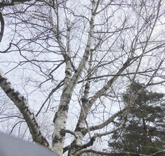 Betula pendula mandshurica