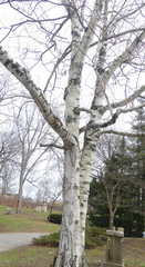 Betula pendula mandshurica