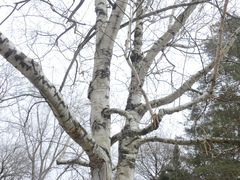 Betula pendula mandshurica