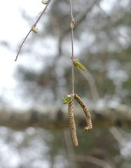 Betula pendula mandshurica