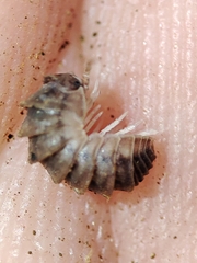 Eluma tuberculata