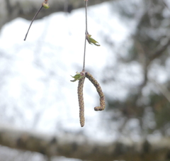 Betula pendula mandshurica