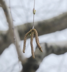 Betula pendula mandshurica
