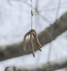 Betula pendula mandshurica