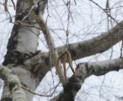 Betula pendula mandshurica