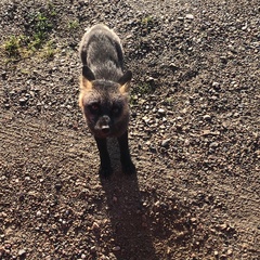 Vulpes vulpes deletrix