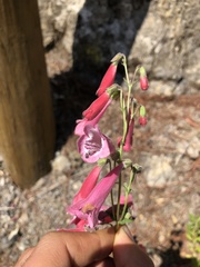 Penstemon hartwegii, photograph (c) Skjold Søndergaard, some rights reserved (CC BY)