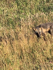 Vulpes vulpes deletrix