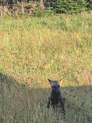 Vulpes vulpes deletrix