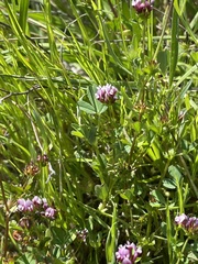 Trifolium variegatum variegatum