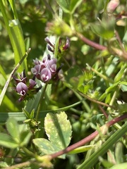 Trifolium variegatum variegatum