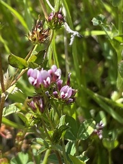 Trifolium variegatum variegatum