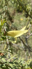 Eremophila maculata