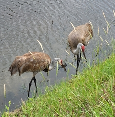 Grus canadensis image