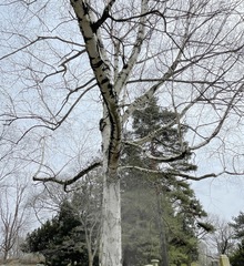 Betula pendula mandshurica