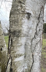 Betula pendula mandshurica
