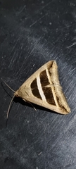 Grammodes congenita