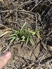 Leucocrinum montanum