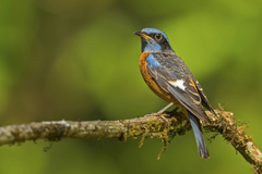 Monticola cinclorhyncha