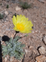 Anisocoma acaulis