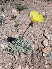 Anisocoma acaulis