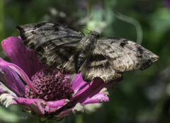 Achlyodes busirus
