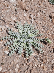 Anisocoma acaulis