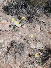 Anisocoma acaulis