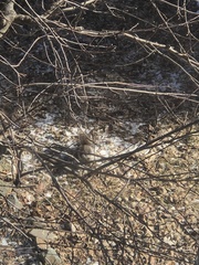 Sciurus carolinensis