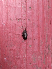 Tarpela micans