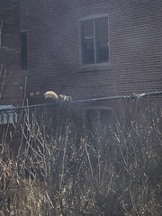 Sciurus carolinensis