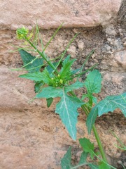 Sisymbrium erysimoides