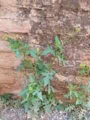 Sisymbrium erysimoides