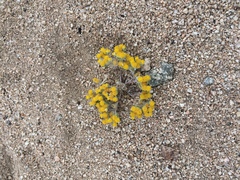 Eriophyllum pringlei