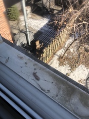 Sciurus carolinensis