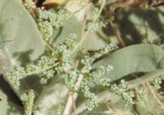 Corrigiola litoralis